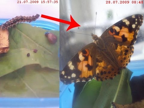 caterpi