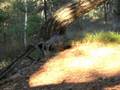 videos de pipe bomb with black powder