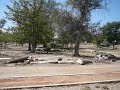 Transplante de �rboles en parque de Villa de Seris