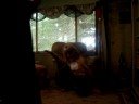Lion Vid