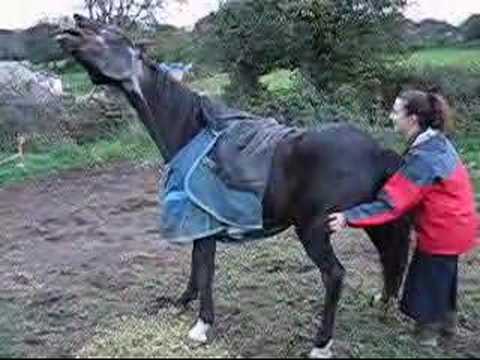 xxxnxxx - This is our Horse