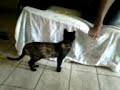 gato thuthuco