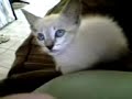 gato thuthuco