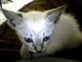gato thuthuco