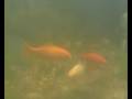 Underwater Pond Cam / Unterwasser Teich Kamera [1/2]
