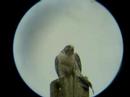 Gyr Falcon-Kelowna BC Gyr Falcon-Kelowna BC