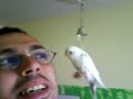 Beyaz Vogel schnappt zu Beyaz Vogel schnappt zu