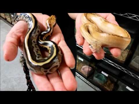 YouTube reptile video
