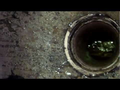 how to unclog a drain with tree roots