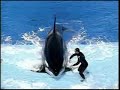 Killer Whales Killer Whales