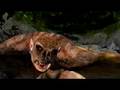 Age of Conan DirectX 10 demo - A demo of Age of Conan showing off its DirectX 10 graphics.