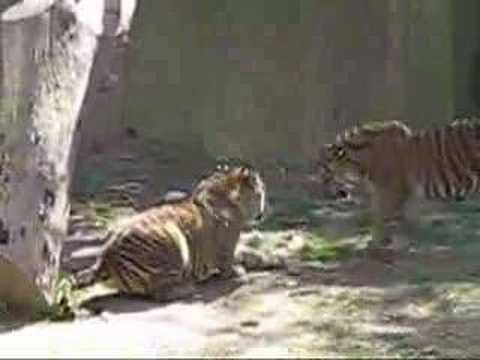 TIGER FIGHT