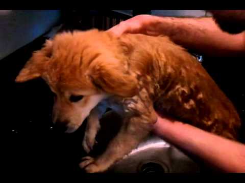 Lily (Husky Lab Mix Puppy) doesn’t like baths…