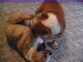 Bully Wrestling