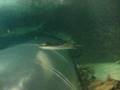 Shark Dive - Oceanworld