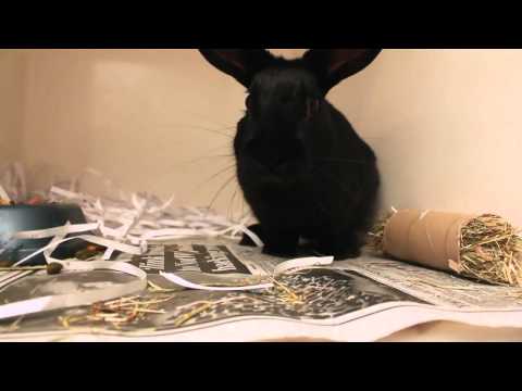 how to care for a rabbit rspca