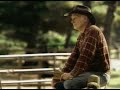donkey clydesdale animals beer commercial bays horses equines