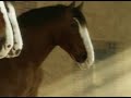 Budweiser Donkey