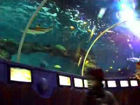 sealife - In Sea Life Scheveningen komt u oog in oog te staan met vissen en andere waterdieren uit de Tropische wateren. Zoekt u het liever dichter bij huis? Vissen en...