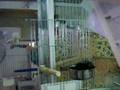 videos de Beo badar