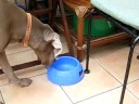 Braque de Weimar chasse une mouche.Weimaraner and the fly Braque de Weimar chasse une mouche.Weimaraner and the fly