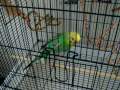 Hungry Budgies!! Hungry Budgies!!