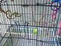 Hungry Budgies!!