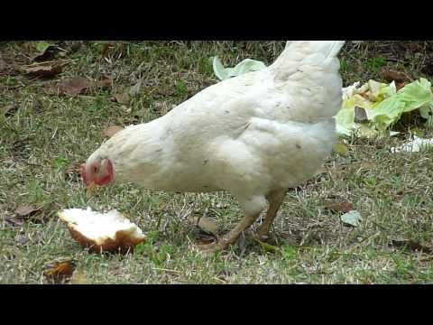 סקס עם חיות - אחוה ואהבה בין חיות החצר sex and harmony between the yard animals.