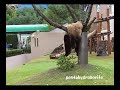 panda, Kohin 2