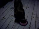 Funny dog,Lotta 3mnd tibetansk terrier