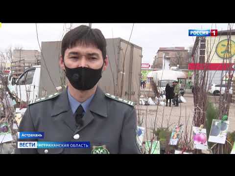 В Астраханской области саженцы плодовых деревьев проверяют на наличие заболеваний и вредителей