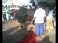 qurbani of prince part 2.avi