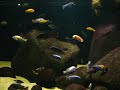 Vancouver Aquarium Fresh water Vancouver Aquarium Fresh water