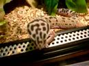 Minty-The-Leopard-Ge