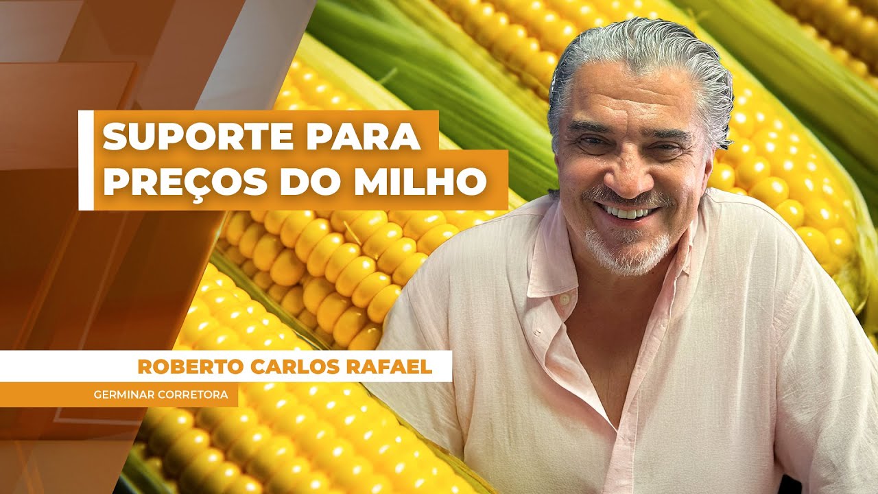 Foco do produtor na soja ajuda a reduzir oferta de milho e traz suporte para cotações no Brasil