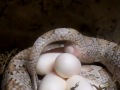 Corn Snake laying an egg