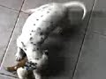 perro asesino