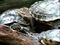 Gomboc: How Turtles Self-Right Gomboc: How Turtles Self-Right