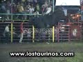 LOS TAURINOS MONTA TOROS COSTA RICA TORO EL ORO NEGRO LOS TAURINOS MONTA TOROS COSTA RICA TORO EL ORO NEGRO