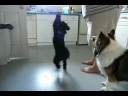 Dancing Chewy the Shipoo Dog