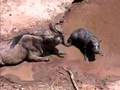 Baby Hippo & Wildebeest - Great Migration Tanzania/Kenya