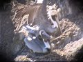Pelicans Mating