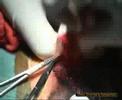 Uretrostomia prescrotale cane Uretrostomia prescrotale cane