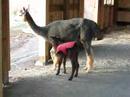 videos de Newborn alpaca cria trying to find the nipple to nurse