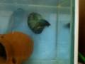 videos de my betta Half Moon