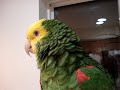 Poncho Talking - Dodo Bird Poncho Talking - Dodo Bird