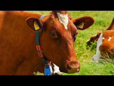 SHORT ESSAY ON DOMESTIC ANIMALS – loifesderic blog SHORT ESSAY ON DOMESTIC ANIMALS – loifesderic blog