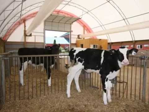 50' x 110' Atlas Calf Barn