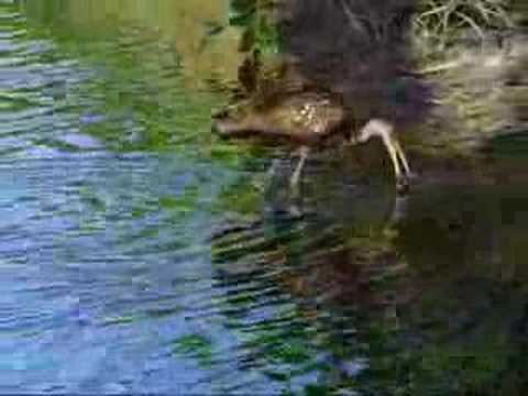 Limpkin hunting