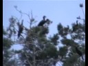 kormorany i czaple (cormorants  herons)
